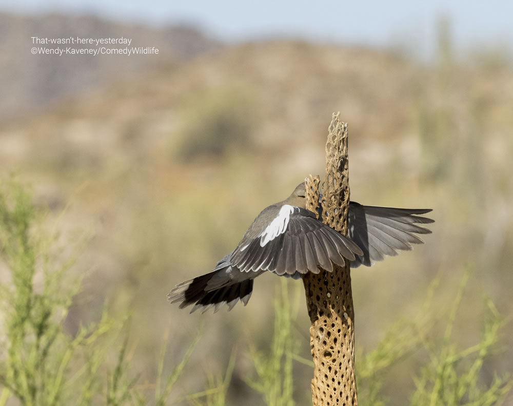 Comedy Wildlife Photography Awards 2023 Finalists