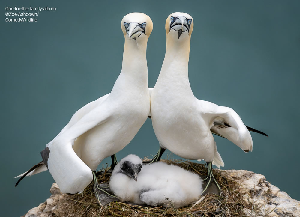 Comedy Wildlife Photography Awards 2023 Finalists