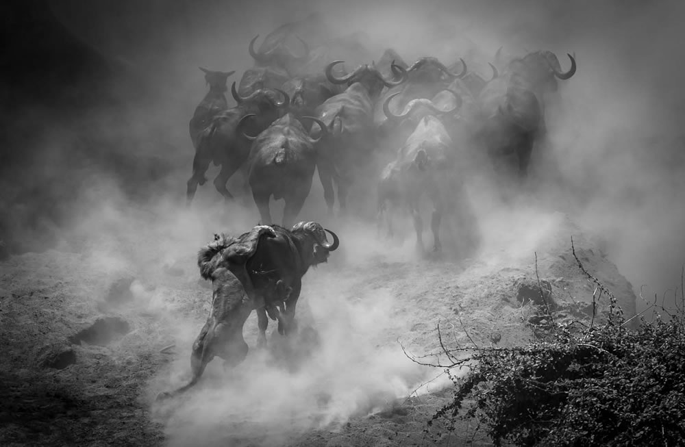 European Wildlife Photographer of the Year 2023 Winners