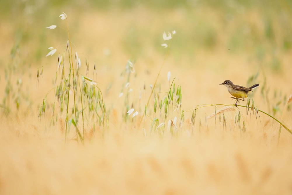 European Wildlife Photographer of the Year 2023 Winners