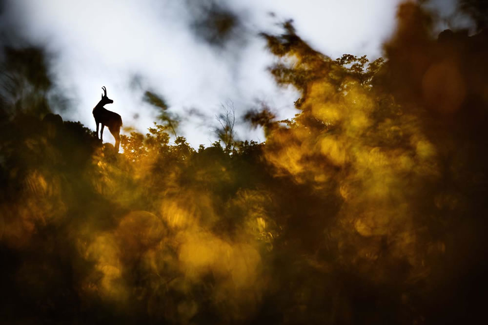 European Wildlife Photographer of the Year 2023 Winners