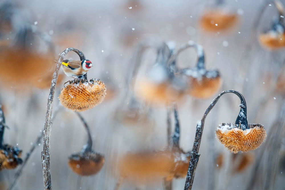 European Wildlife Photographer of the Year 2023 Winners