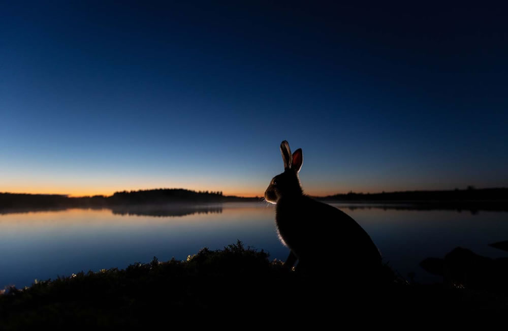 European Wildlife Photographer of the Year 2023 Winners