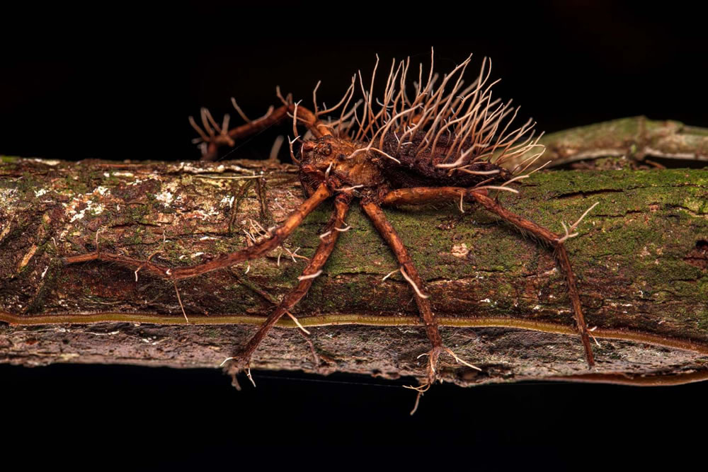 European Wildlife Photographer of the Year 2023 Winners