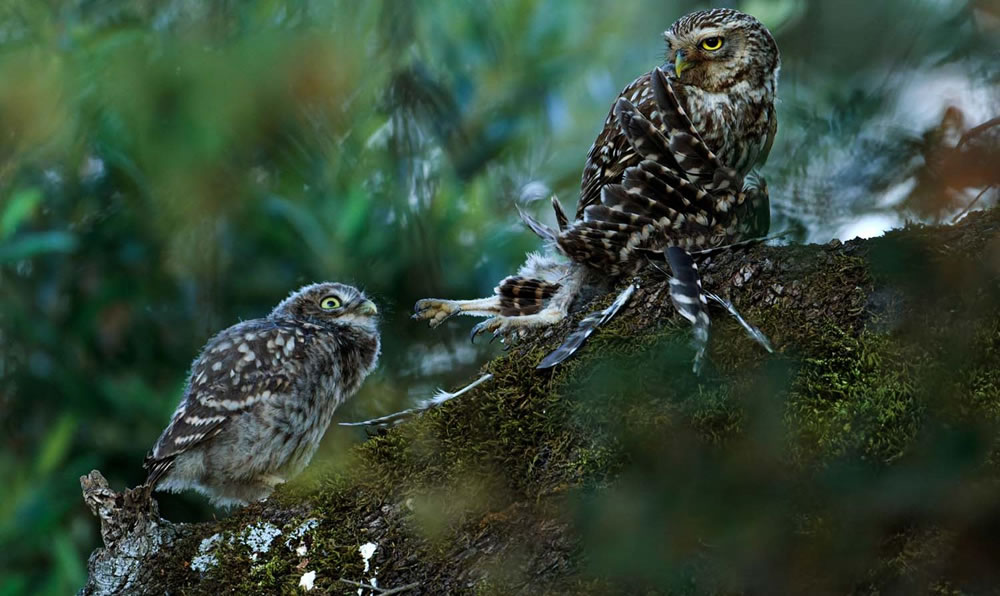 European Wildlife Photographer of the Year 2023 Winners