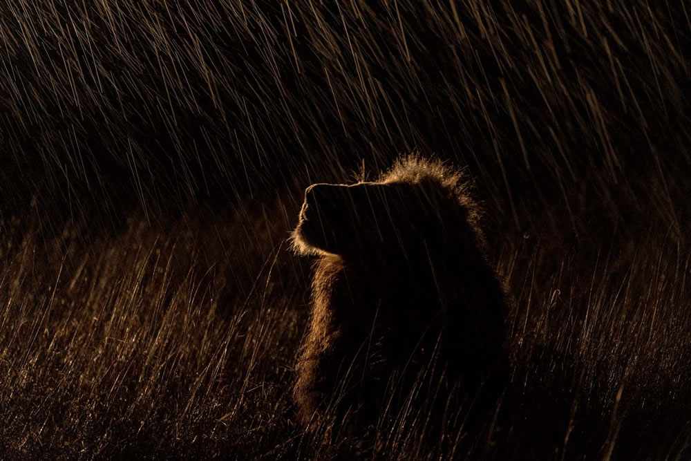 European Wildlife Photographer of the Year 2023 Winners