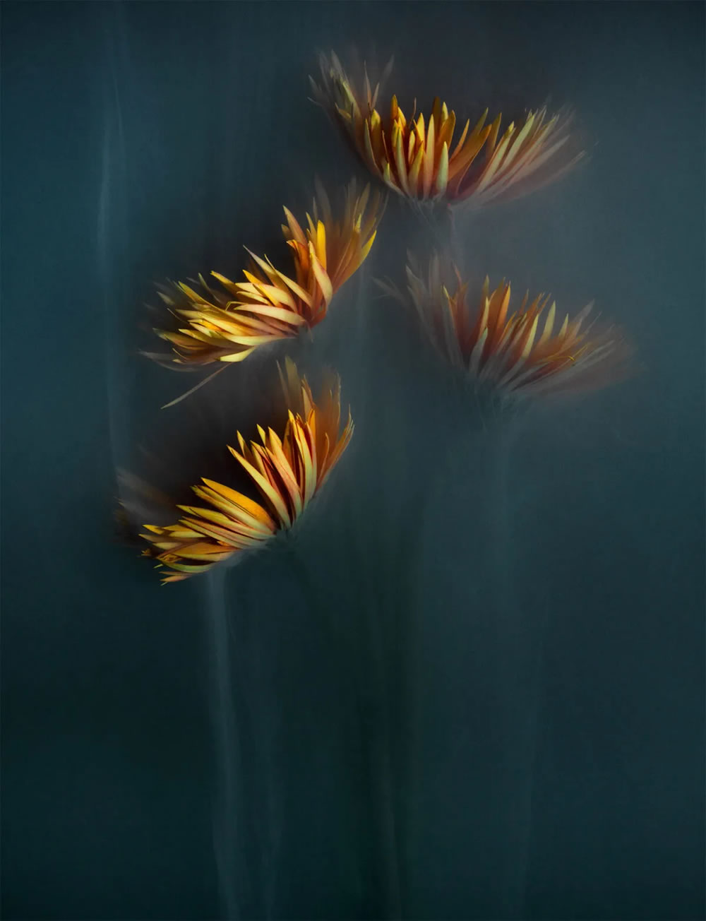 Flower still-life photography Series by Robert Peek