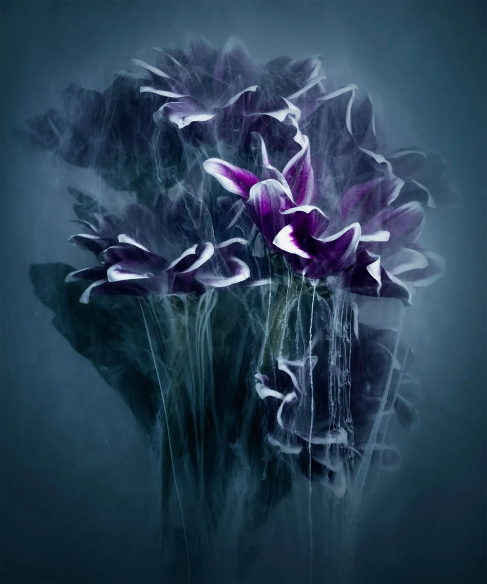 Flower still-life photography Series by Robert Peek