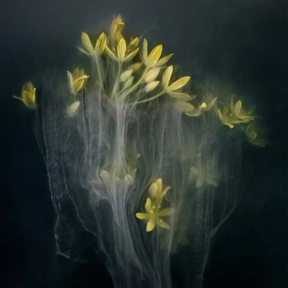 Flower still-life photography Series by Robert Peek