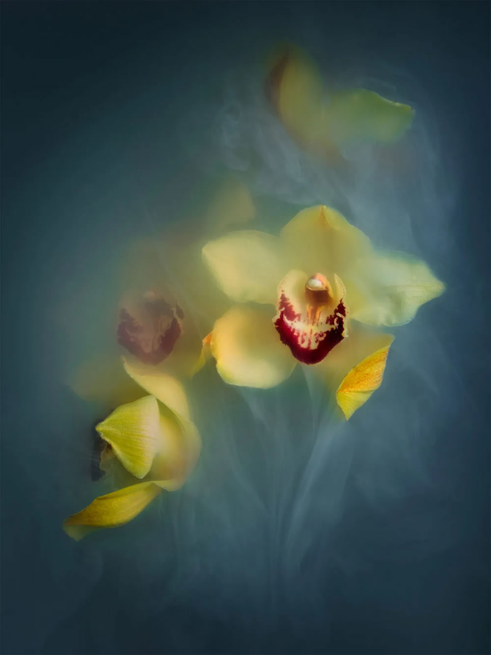 Flower still-life photography Series by Robert Peek