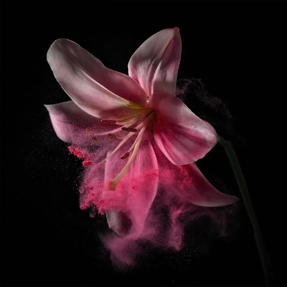 Flower still-life photography Series by Robert Peek