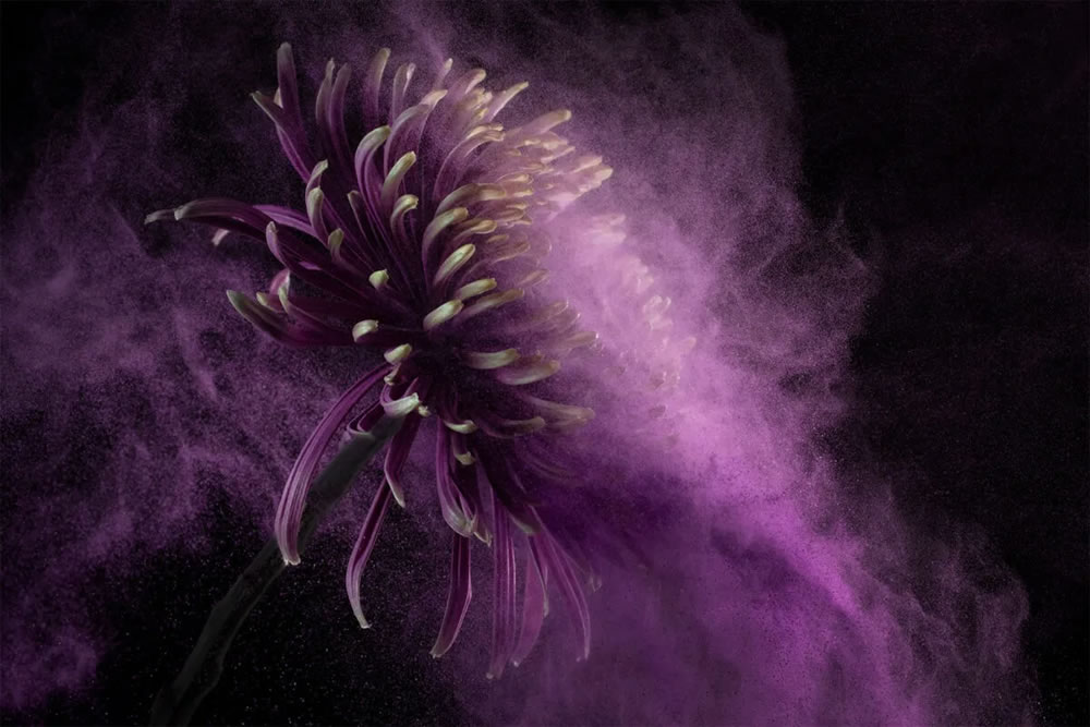 Flower still-life photography Series by Robert Peek