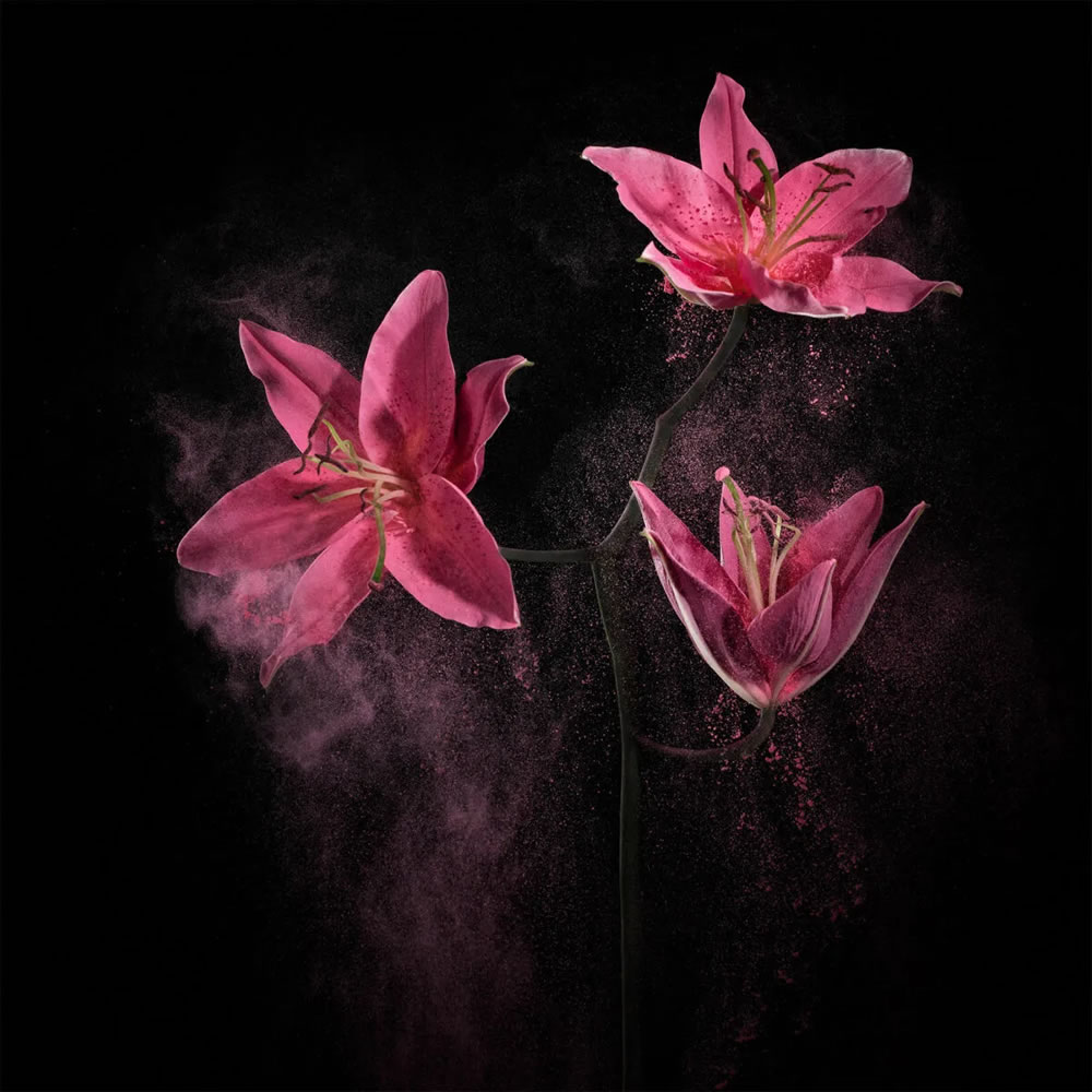 Flower still-life photography Series by Robert Peek