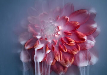 Flower still-life photography Series by Robert Peek