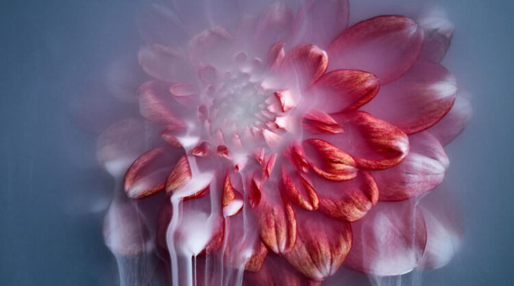 Flower still-life photography Series by Robert Peek