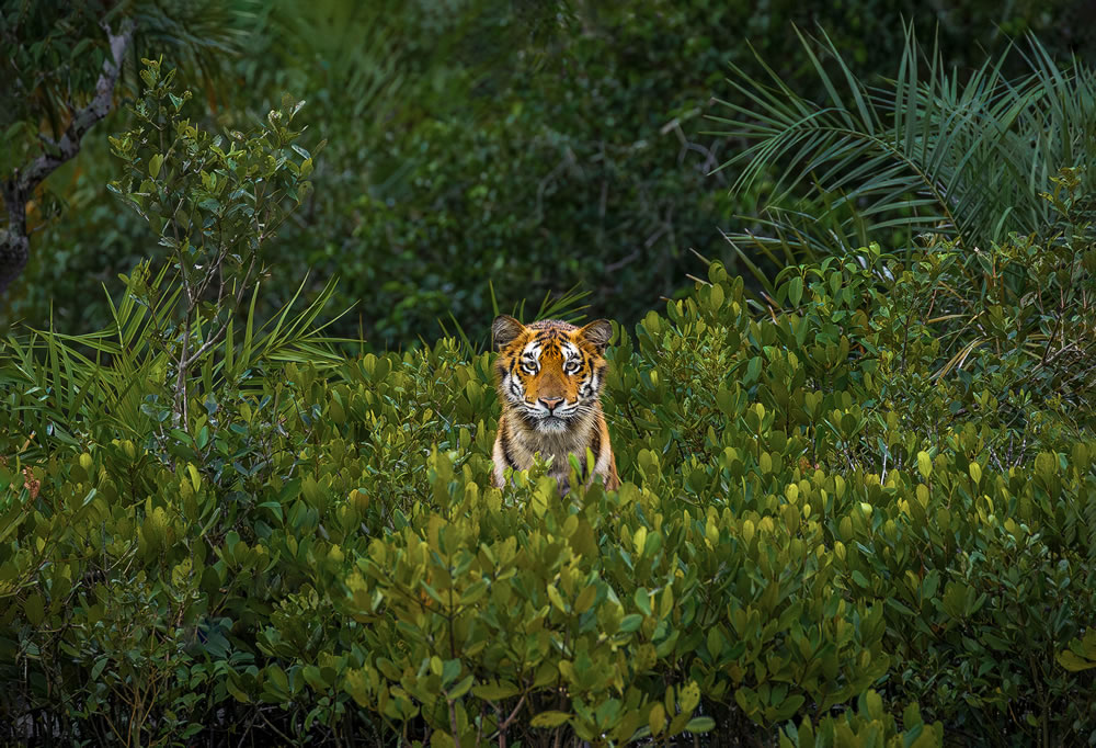 Mangrove Photography Awards 2023 Winners