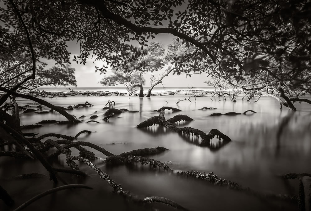 Mangrove Photography Awards 2023 Winners