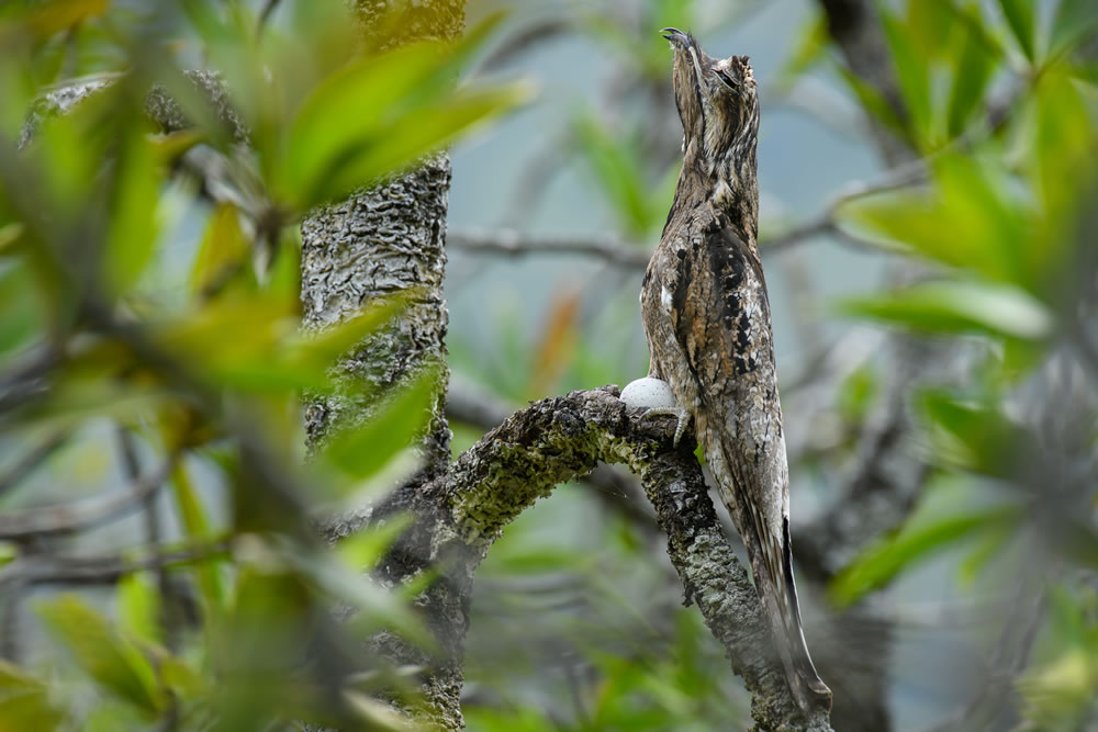 Mangrove Photography Awards 2023 Winners