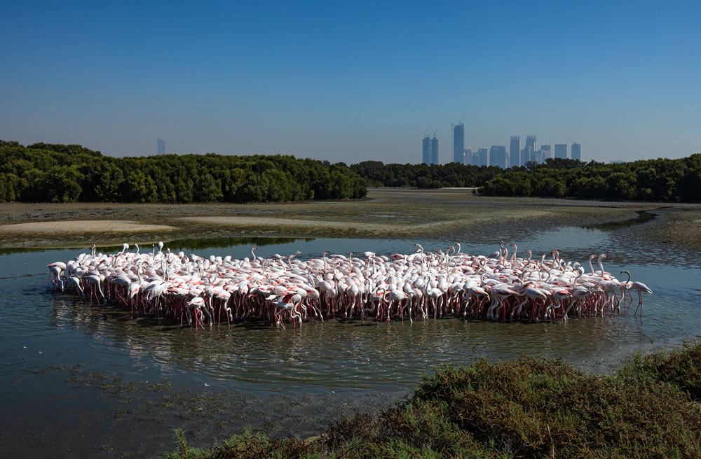 Mangrove Photography Awards 2023 Winners