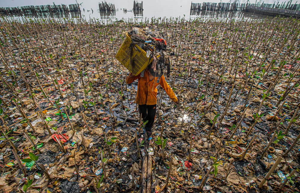 Mangrove Photography Awards 2023 Winners