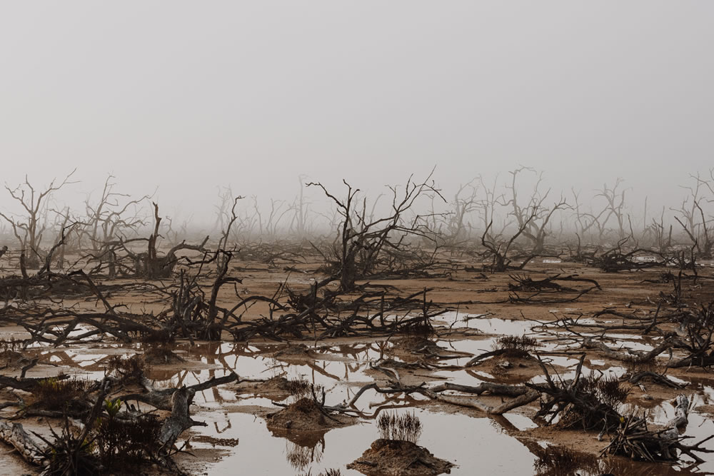 Mangrove Photography Awards 2023 Winners