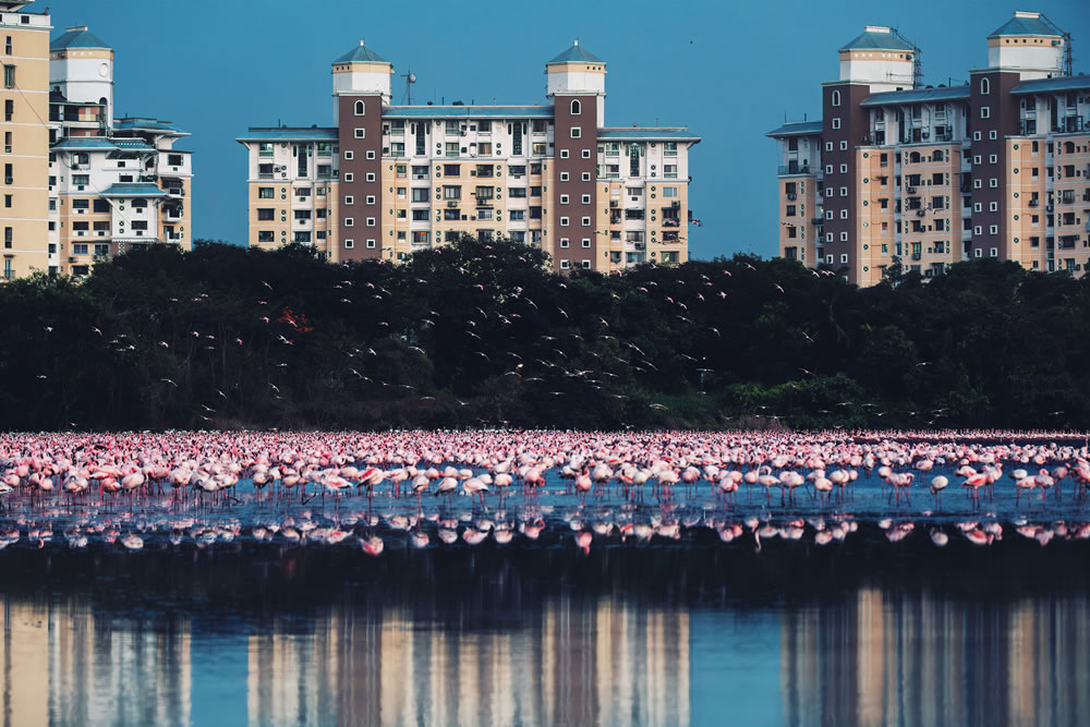 Mangrove Photography Awards 2023 Winners