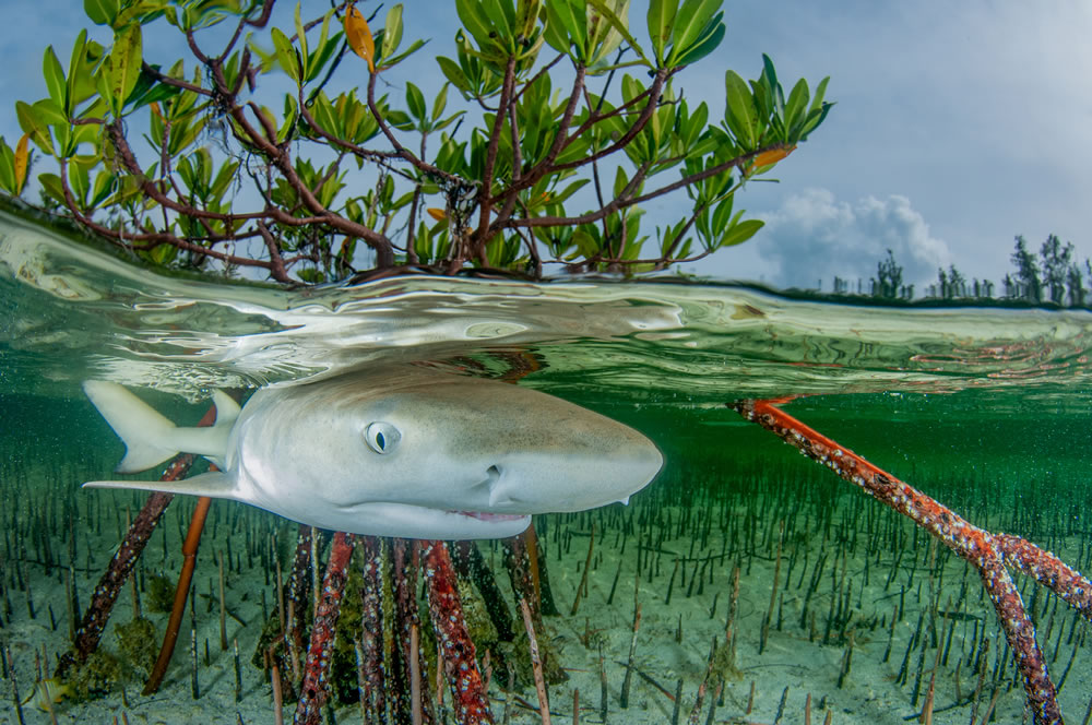 Mangrove Photography Awards 2023 Winners