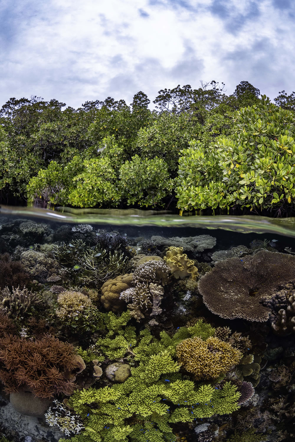 Mangrove Photography Awards 2023 Winners