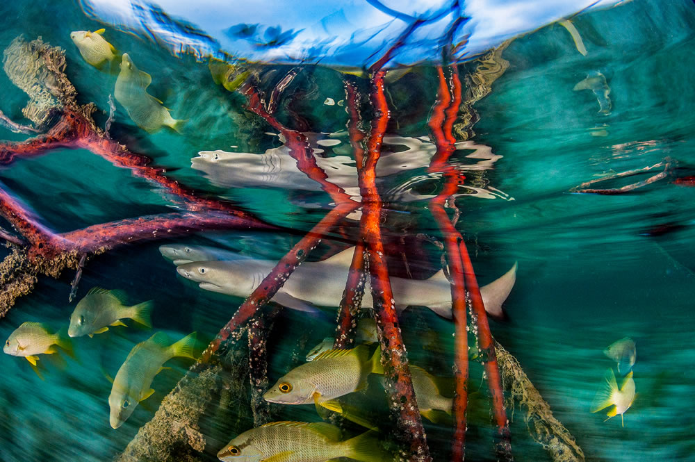 Mangrove Photography Awards 2023 Winners