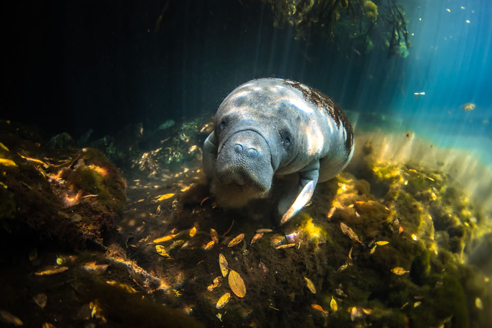 Mangrove Photography Awards 2023 Winners