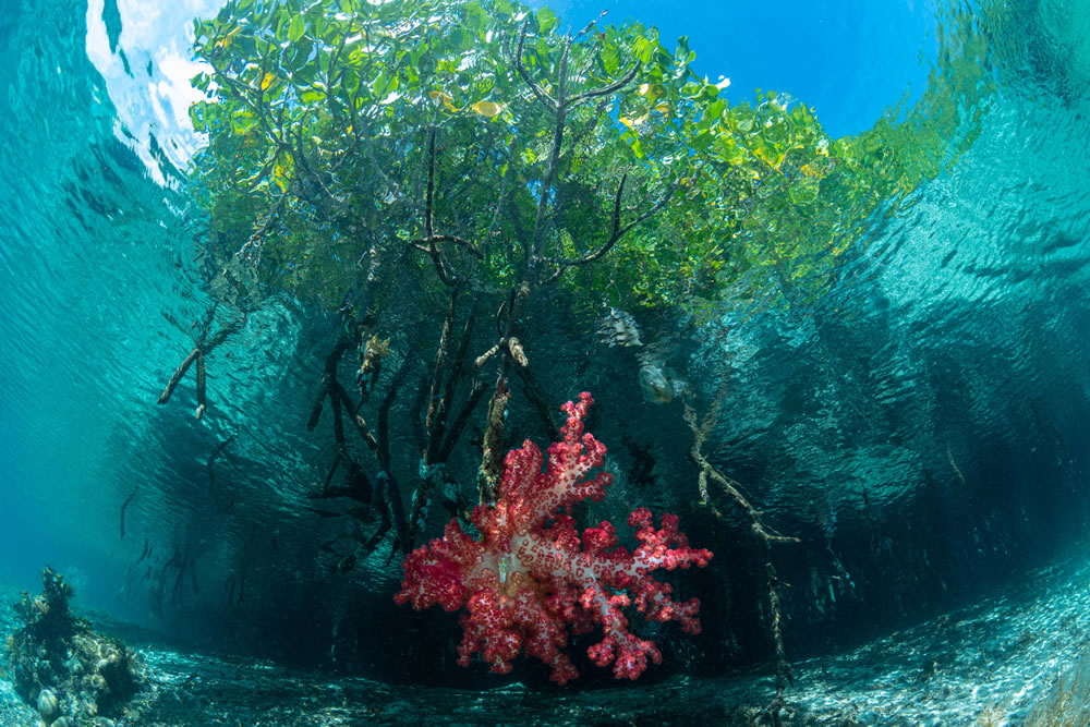 Mangrove Photography Awards 2023 Winners