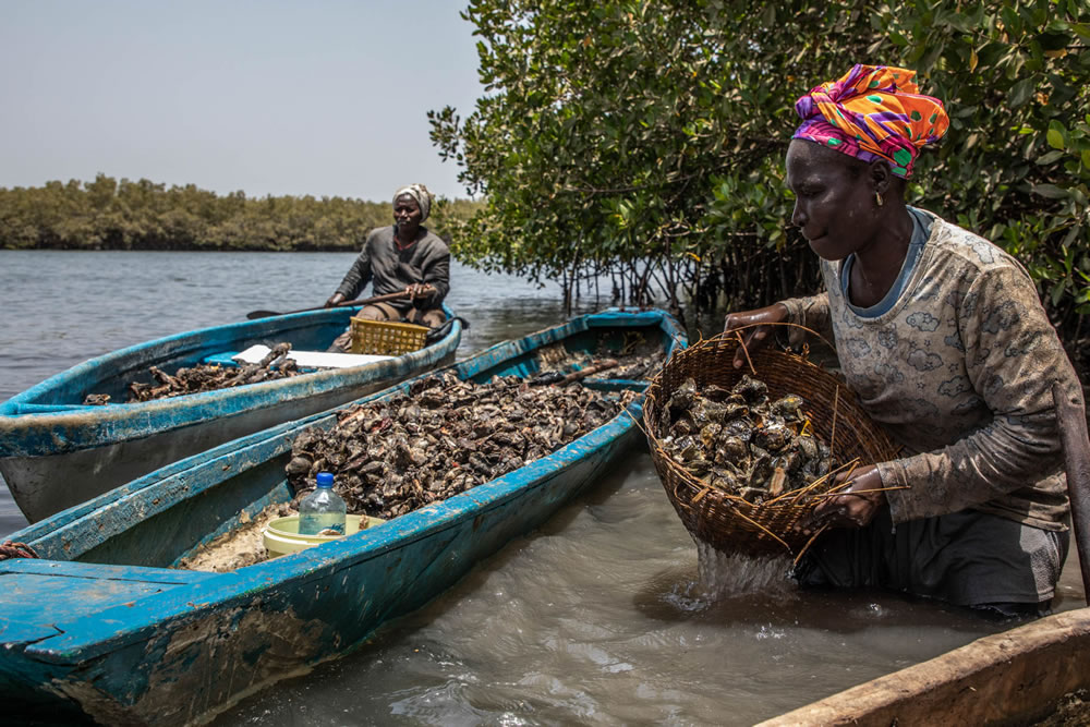 Mangrove Photography Awards 2023 Winners