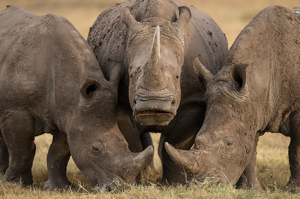 Nature Best Photography Awards 2023 Winners