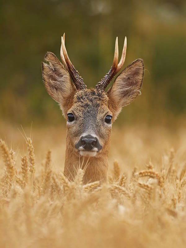 Nature Best Photography Awards 2023 Winners