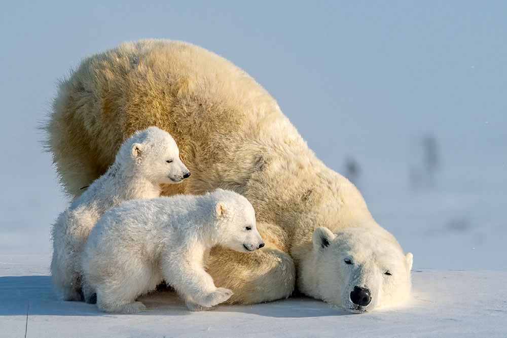 Nature Best Photography Awards 2023 Winners