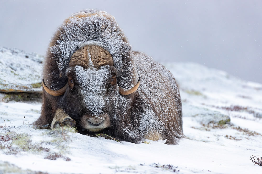 Nature Best Photography Awards 2023 Winners