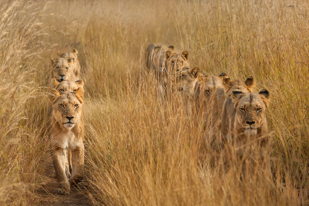 Siena International Photo Awards Winners2023