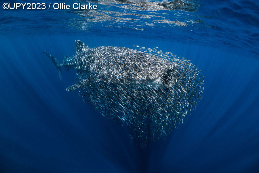 Underwater Photographer Of The Year 2023 Winners