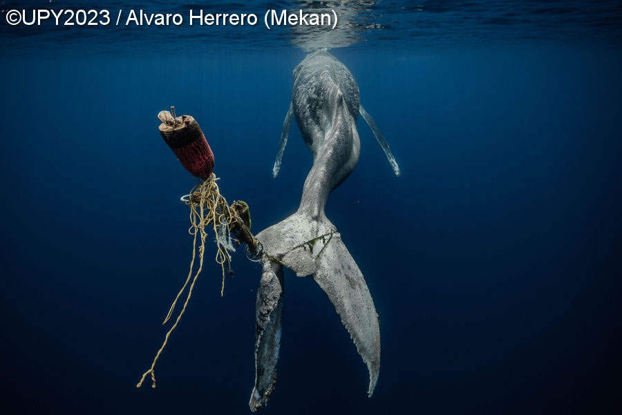 Underwater Photographer Of The Year 2023 Winners