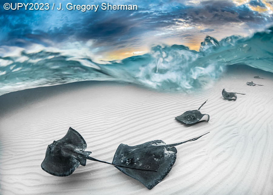 Underwater Photographer Of The Year 2023 Winners