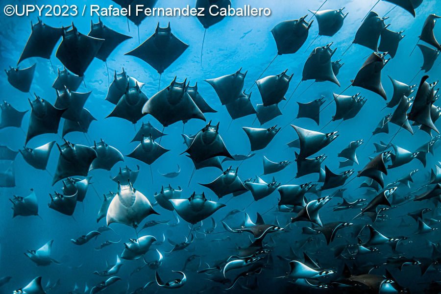 Underwater Photographer Of The Year 2023 Winners