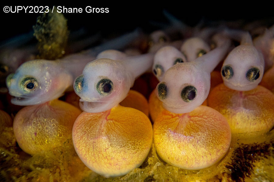 Underwater Photographer Of The Year 2023 Winners