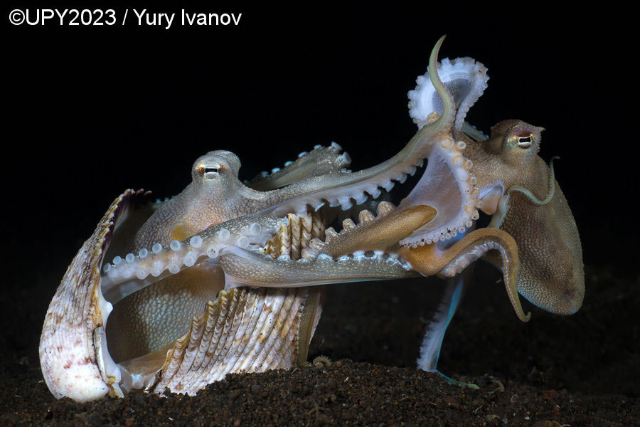 Underwater Photographer Of The Year 2023 Winners