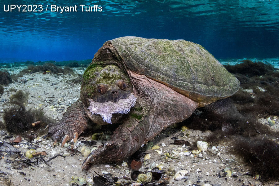 Underwater Photographer Of The Year 2023 Winners