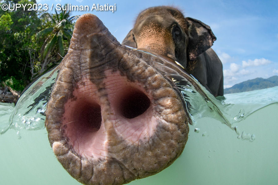 Underwater Photographer Of The Year 2023 Winners