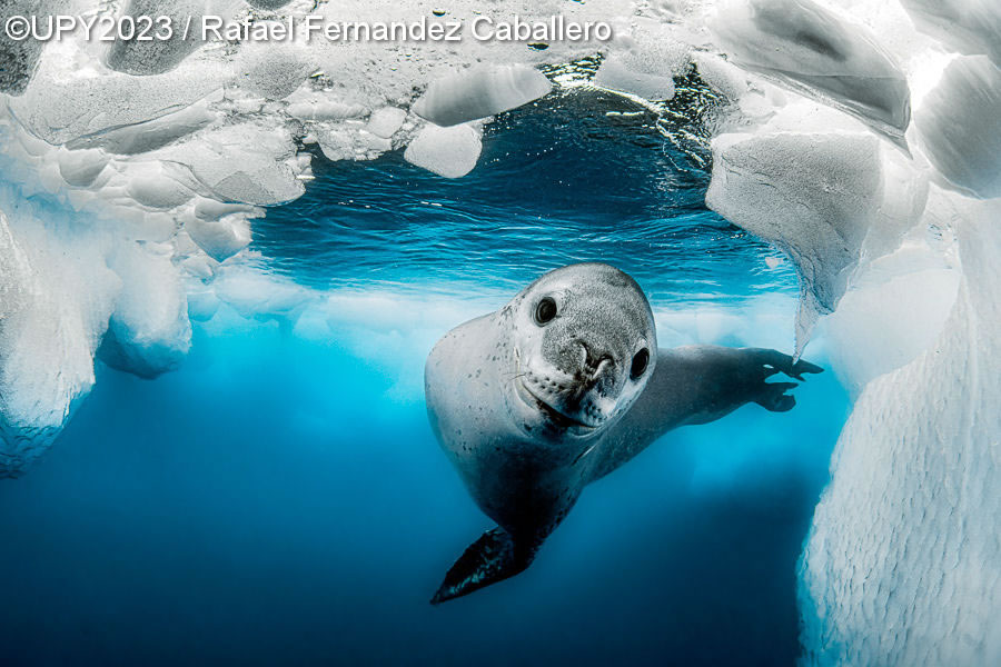 Underwater Photographer Of The Year 2023 Winners