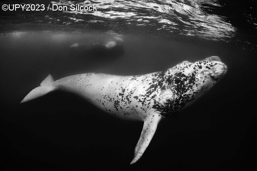 Underwater Photographer Of The Year 2023 Winners