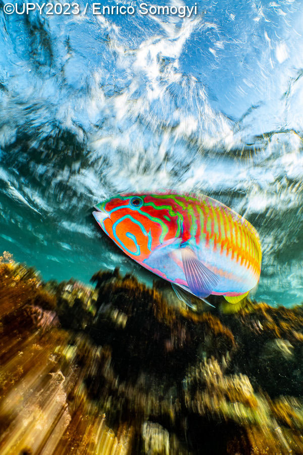 Underwater Photographer Of The Year 2023 Winners