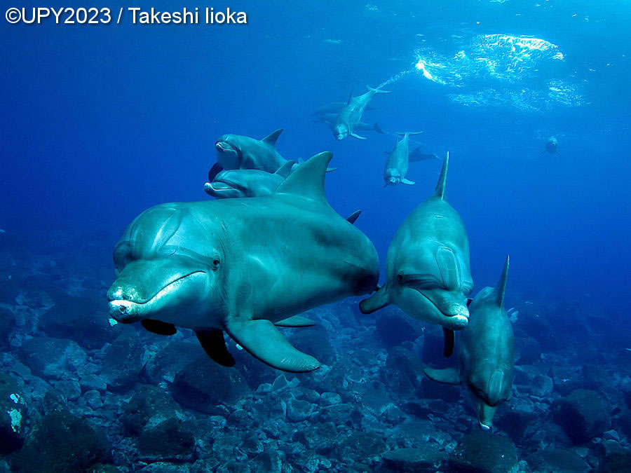 Underwater Photographer Of The Year 2023 Winners