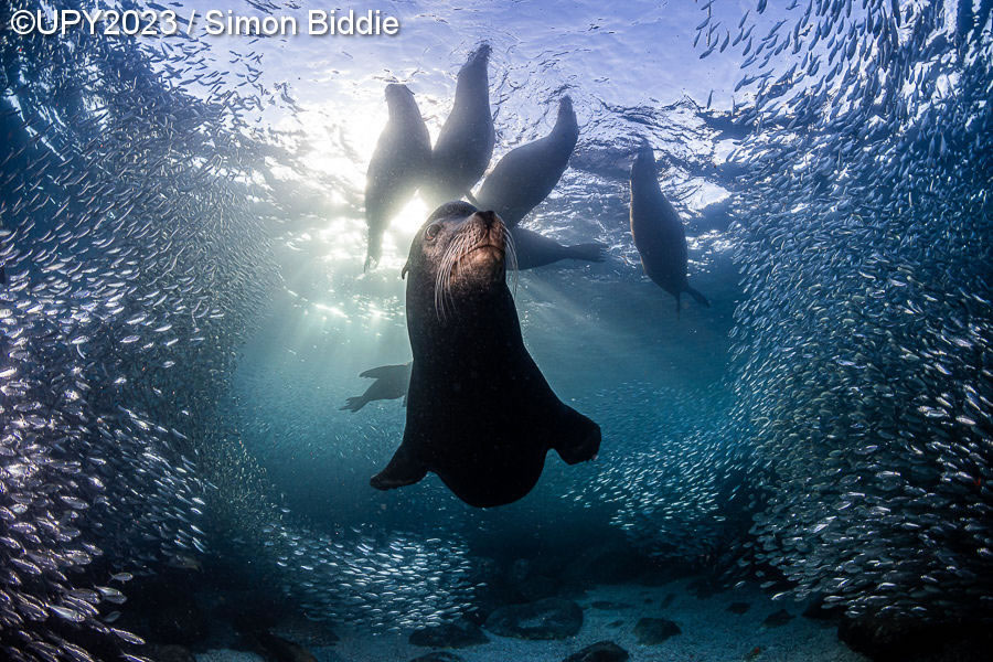 Underwater Photographer Of The Year 2023 Winners